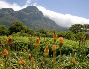 Kirstenbosch, Capetown, Afrique du Sud